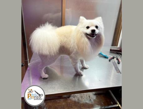 گربه اسكاتیش فولد ماده