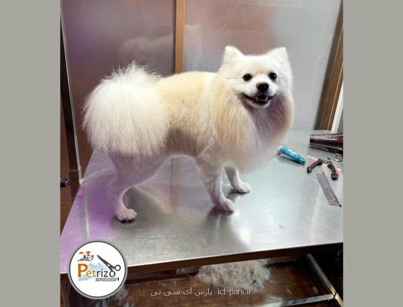 گربه اسكاتیش فولد ماده