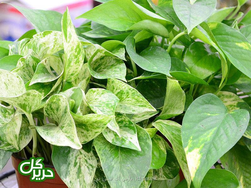 چند ترفند ساده برای خوشگلاسیون منزل شما با گیاهان آپارتمانی